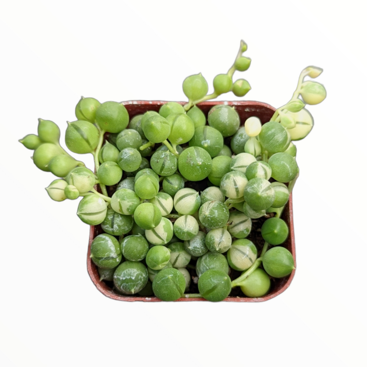 Senecio rowleyanus f. variegatus - Variegated String of Pearls [large]  [limited]