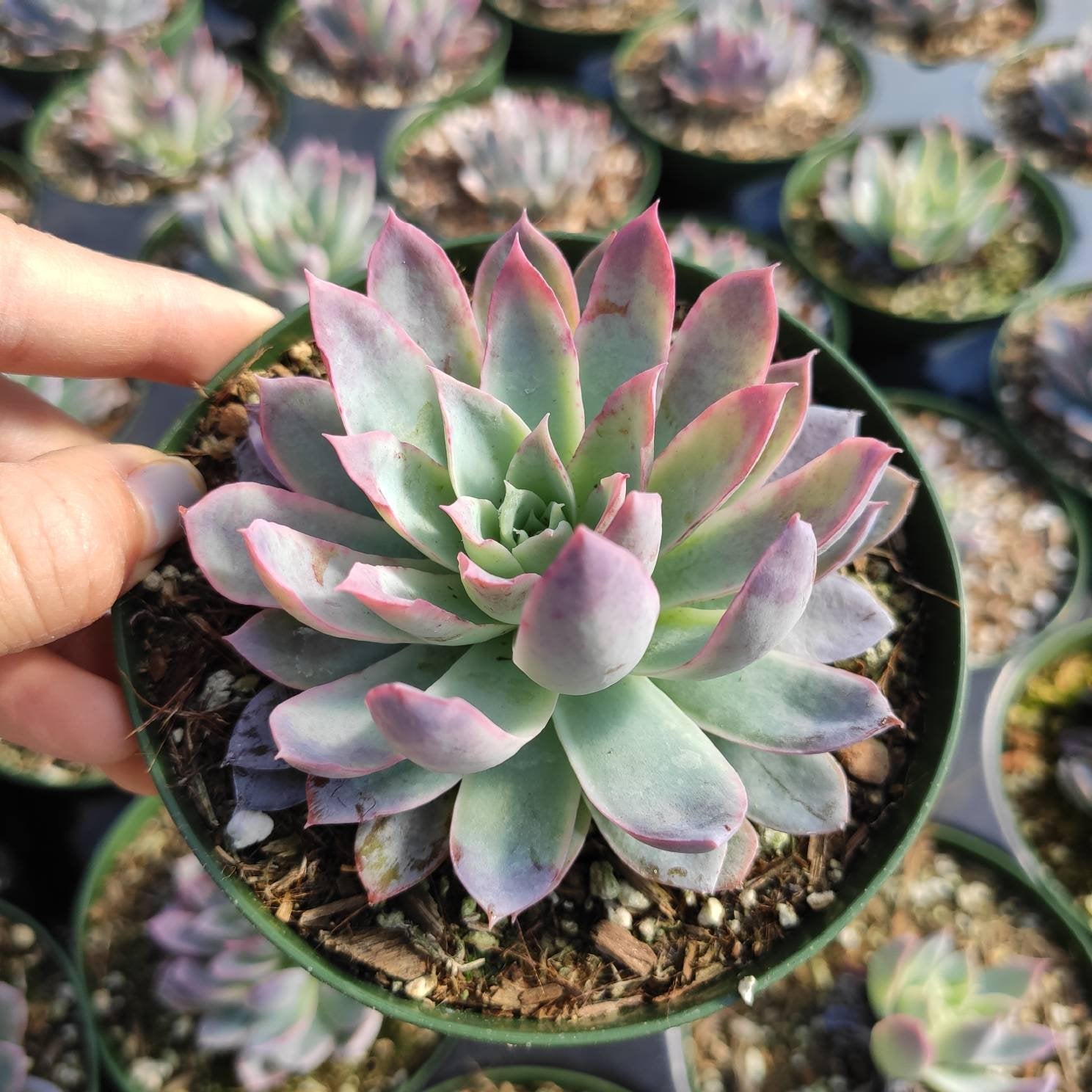 Echeveria 'Violet Queen' – Succulents Depot