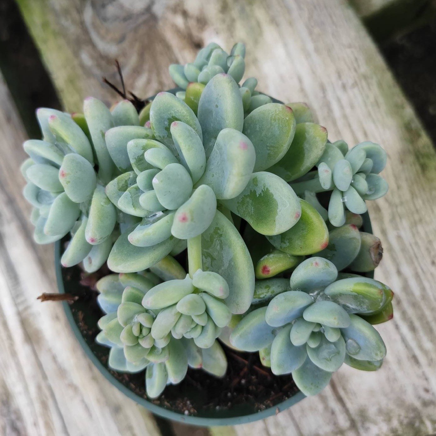 sedum succulent varieties