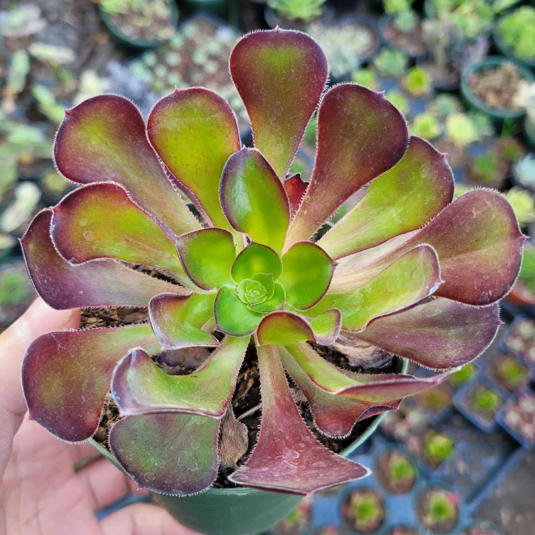 Aeonium 'Voodoo' - Giant Red Aeonium