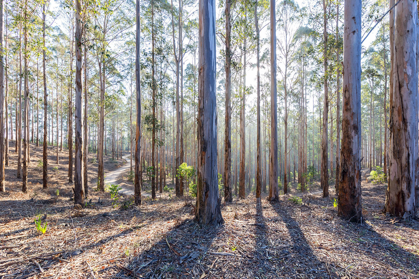 Eucalyptus pulp tuned into Lyocell, Pangai 