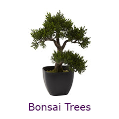 Bonsai Tree Collection at Annette's Décor