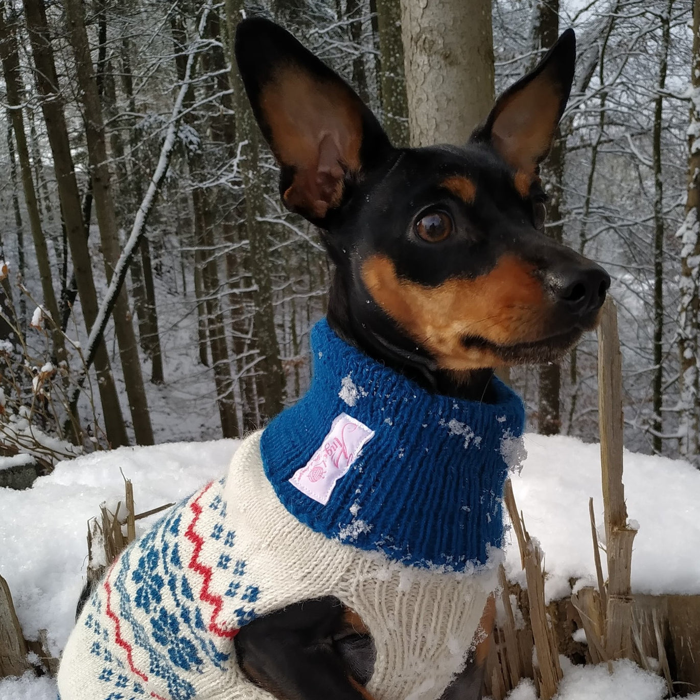 Hunde Pullover angelstrickdesign