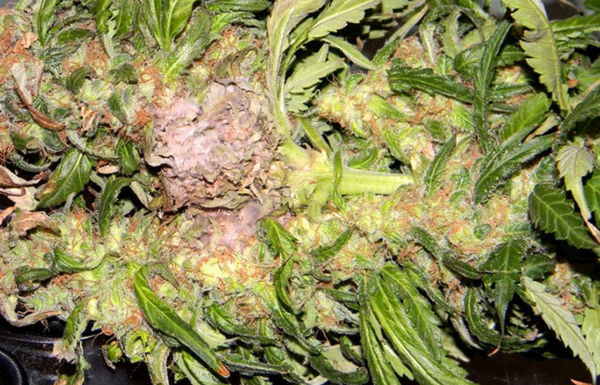What is Bud Rot