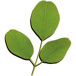 moringa leaf