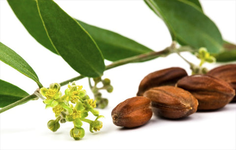 jojoba oil for your skin