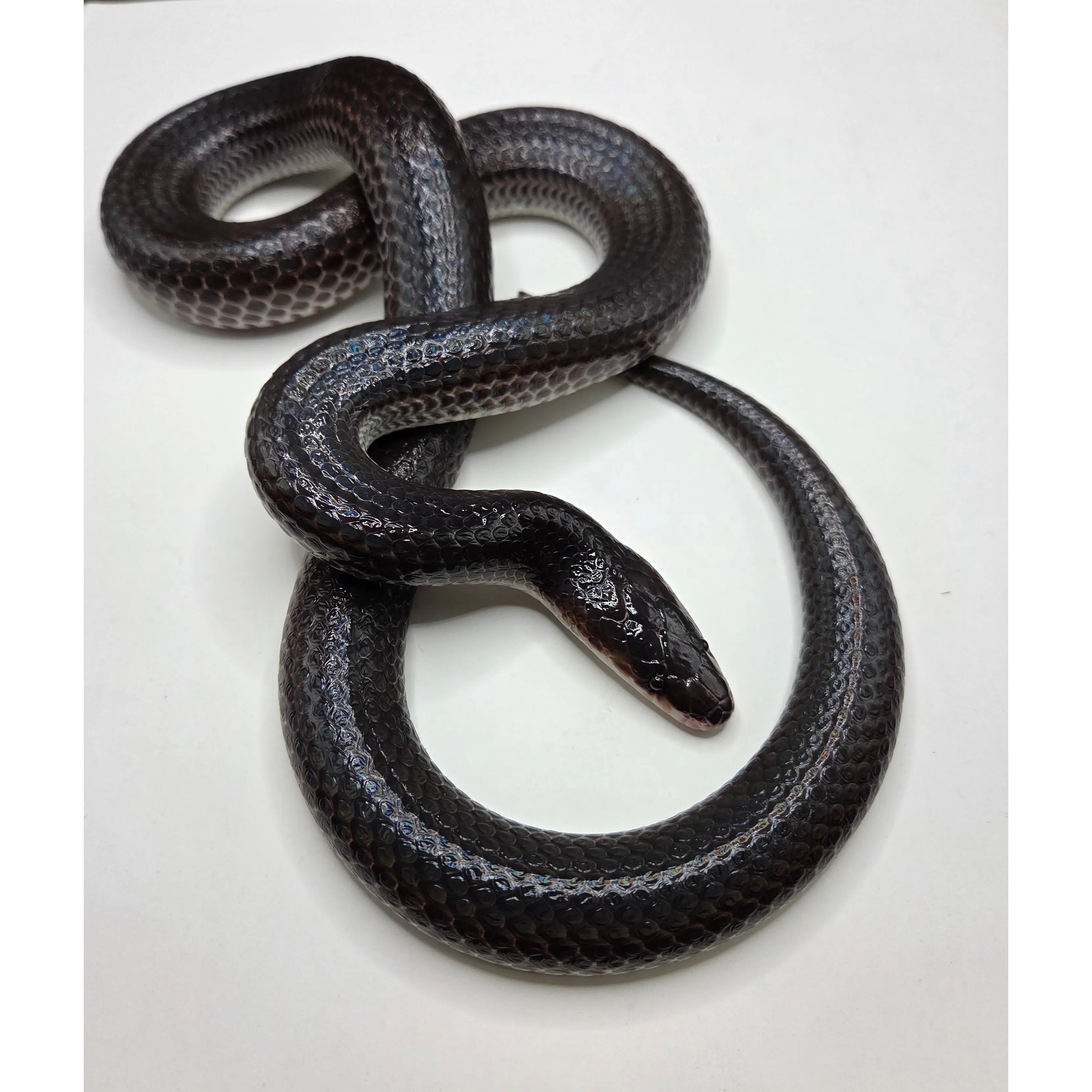 Sunbeam Snake