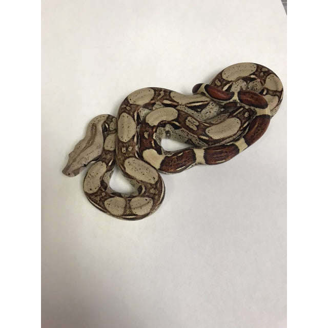 hypo colombian red tail boa