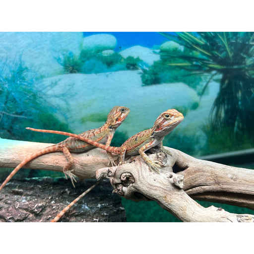 Bearded Dragon Baby - Pogona vitticeps - The Tye-Dyed Iguana - Reptiles and  Reptile Supplies in St. Louis.