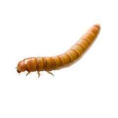 Butterworm Waxworm Combo  100% Live Arrival Guaranteed