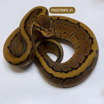 pinstripe ball python baby