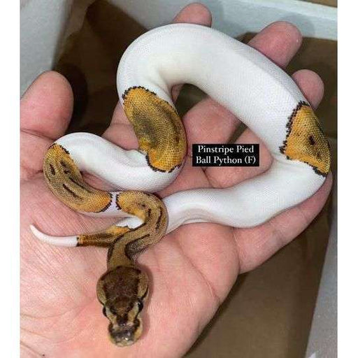 pinstripe ball python baby