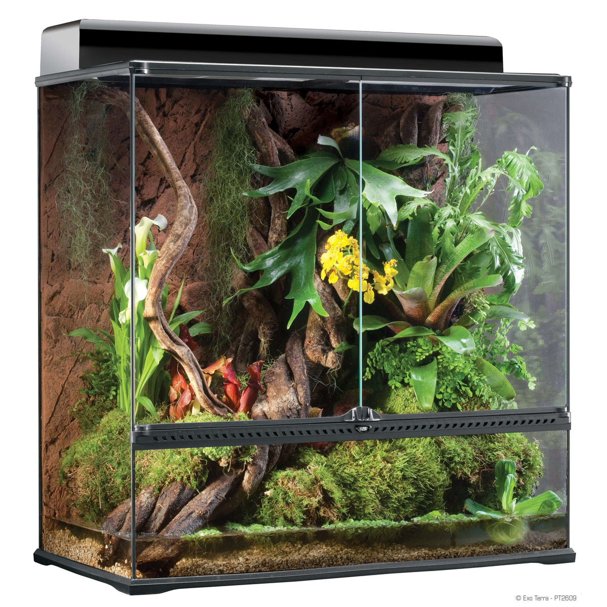 UP ONLY!! Exo-Terra Glass Terrarium PT2608 — Jungle Bobs Reptile World