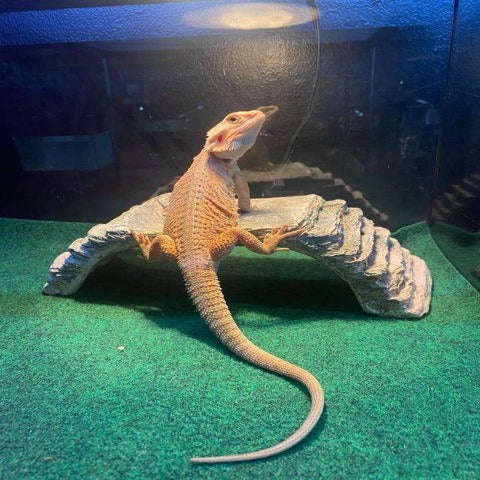 bearded dragon translucent