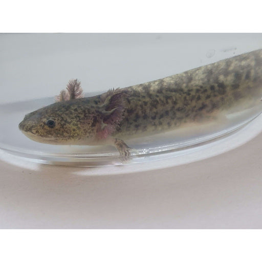 Albino Axolotl (Ambystoma mexicanum) — Jungle Bobs Reptile World