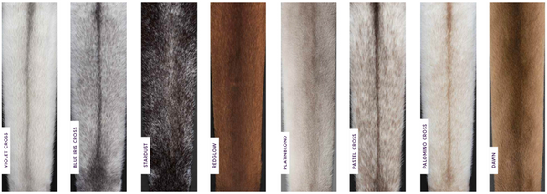 mink colours