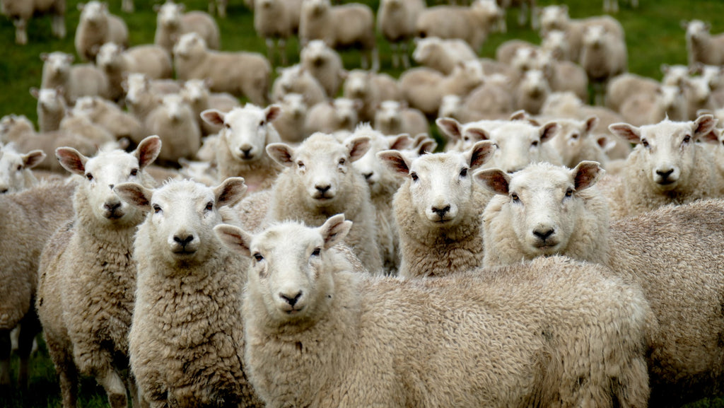 new zealand sheep