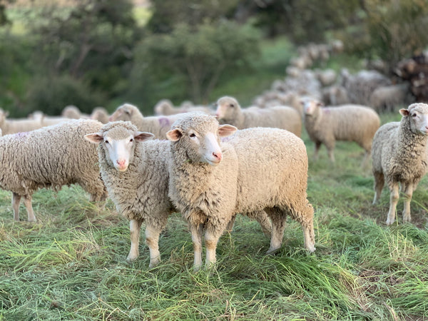 WHERE DOES MERINO WOOL COME FROM? – Baby in Merino