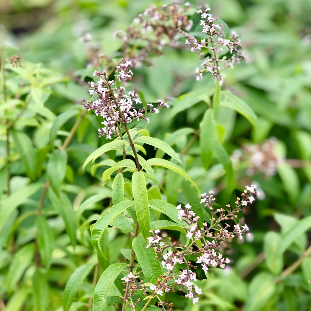 Lemon Verbena Plant