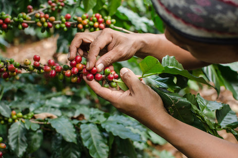 işçi kadın kahve tarlasında elle kahve meyvesi topluyor