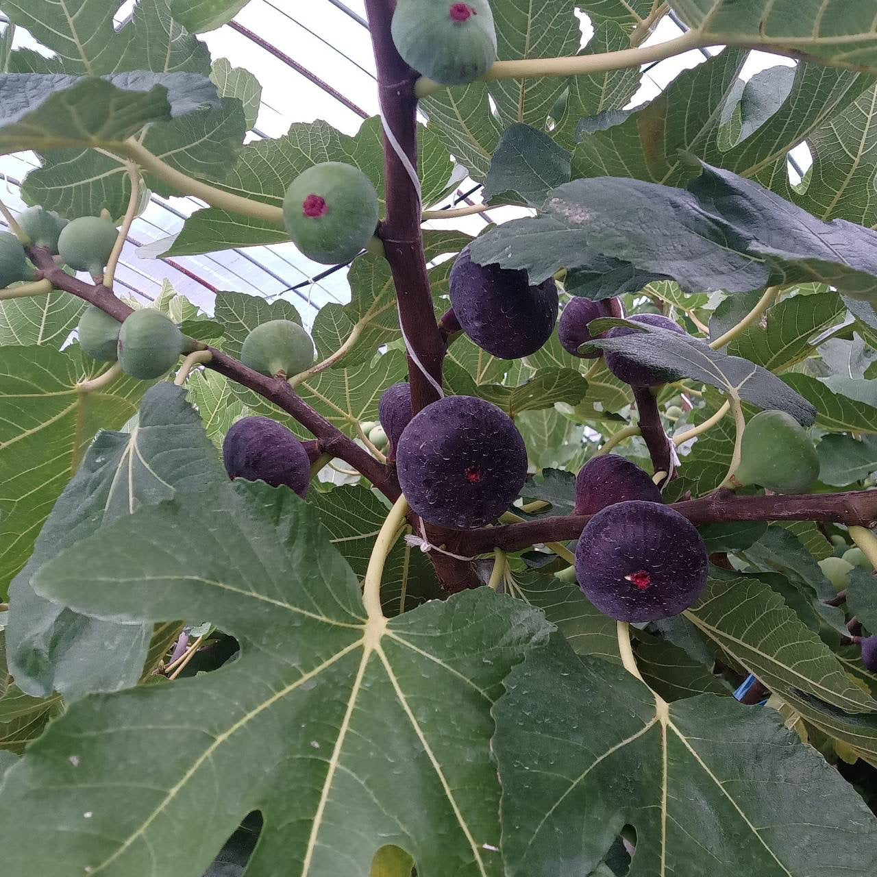 クワ科 無花果（イチジク）果物 果樹 黒イチジク4種（ビオレソリエス 