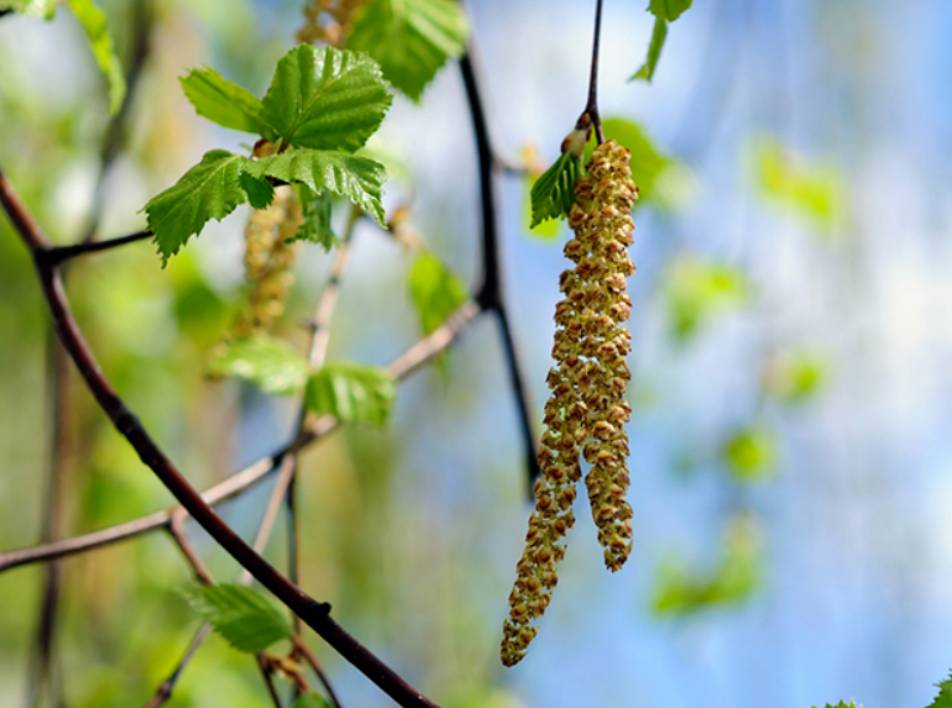 Pollen i blomstring. Pollen fra løvtræer som birk, el og hassel gør, at mange oplever allergisymptomer om foråret.