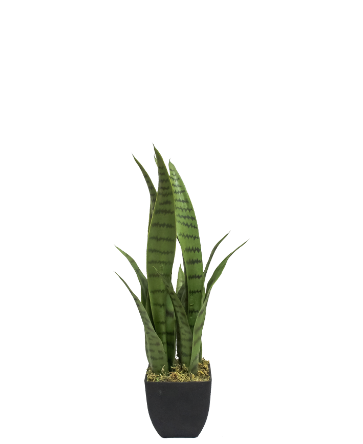 R201051 PLANTA LENGUA DE SUEGRA 55 CMS – Ruvalcaba Fantasias