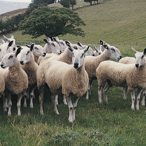 Bluefaced Leicester Sheep British Wool