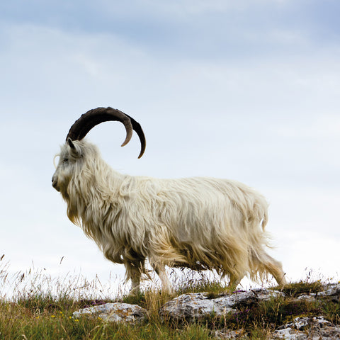 Cashmere goat