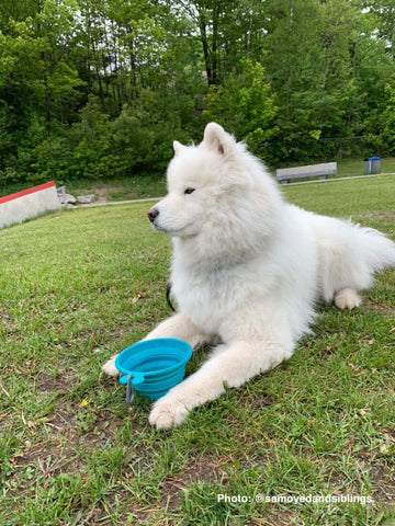 Samoyedo bebiendo agua de un recipiente de agua plegable