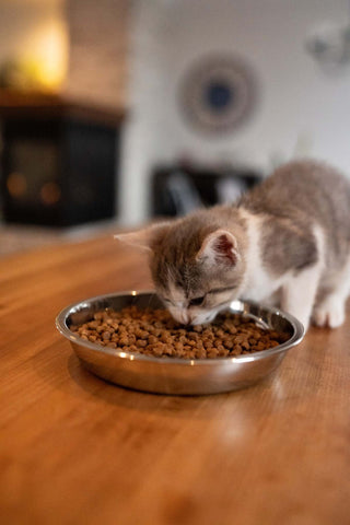 Kitten eating from a stainless steel bowl