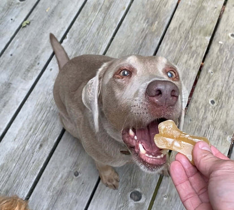 Silver lab eating a frozen healthy dog treat