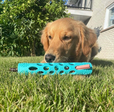 Golden retriever jugando con un juguete para perros fácil de respirar.