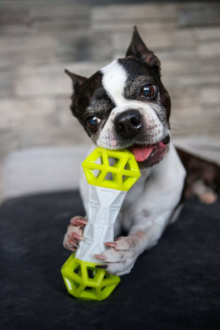 Dog chewing interactive dog toy