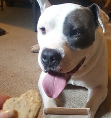 Hungry Doggo