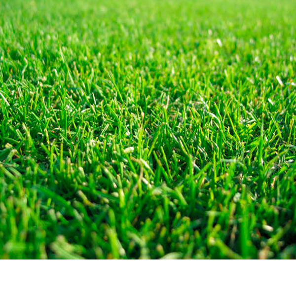 Artificial Grass Green Turf, False Grass, Synthetic Grass, Vertical Gr -  Outdoor Braid & Rope Furniture Shop & Exporter LUXOX®