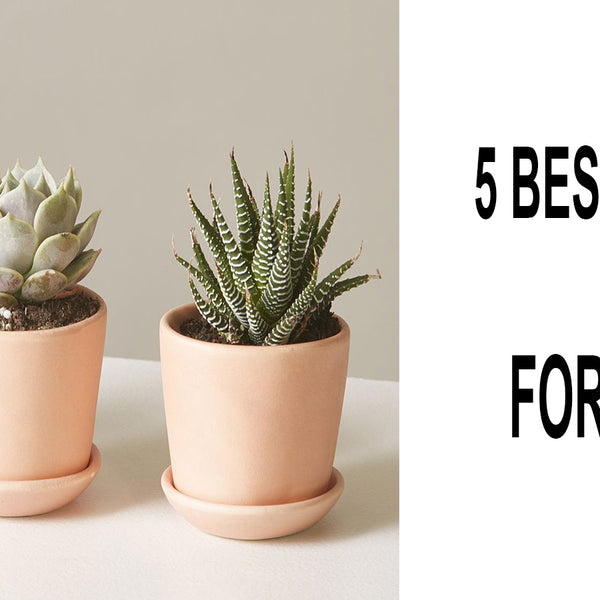 Buy These 5 Best Succulents For The Office