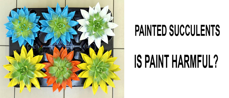 painted-succulents-is-paint-harmful-for-succulents