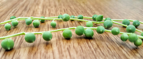 How to Grow and Care for String of Pearls