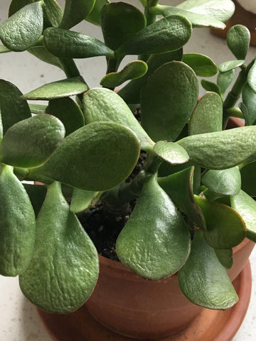 Reasons (and Fixes!) for Limp Leaves on Jade Plants