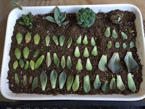 Propagating Succulents From Leaves and Cuttings