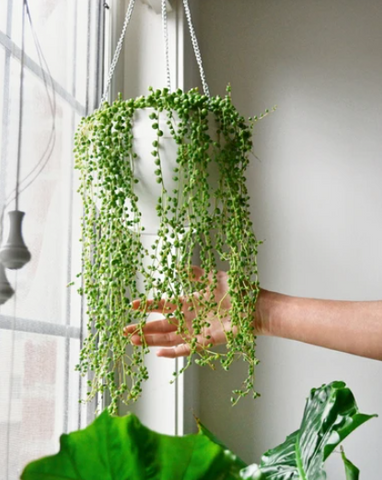 How to Grow and Care for a String of Pearls Plant