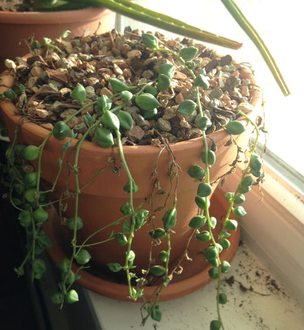 String Of Pearls Plant Dying? Here's What to do