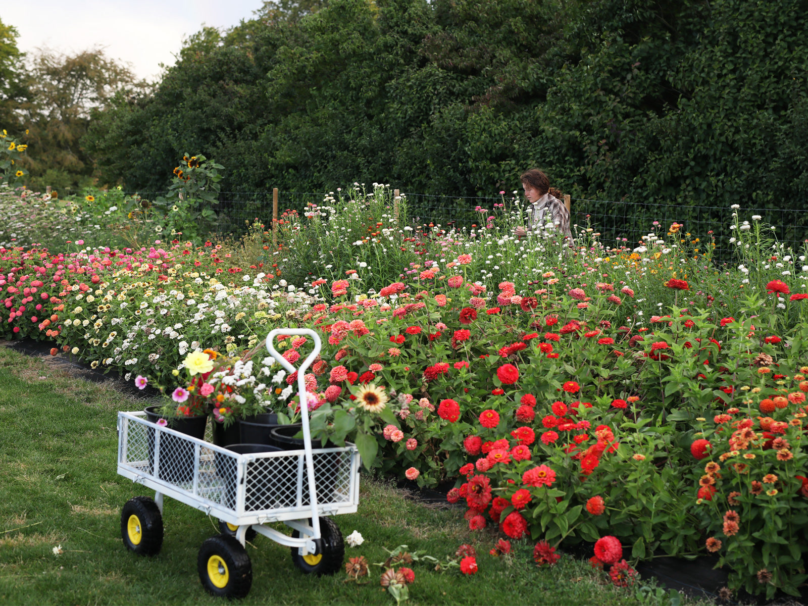 Nachhaltige und lokale Blumen