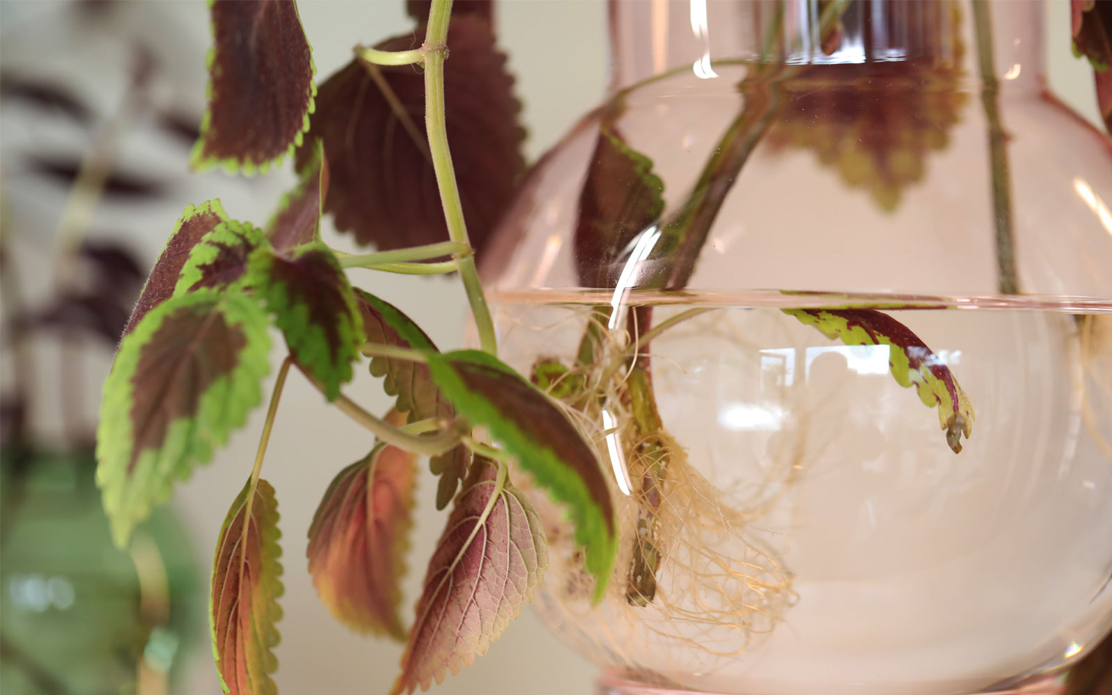 studioabout_planterwater_cuttings