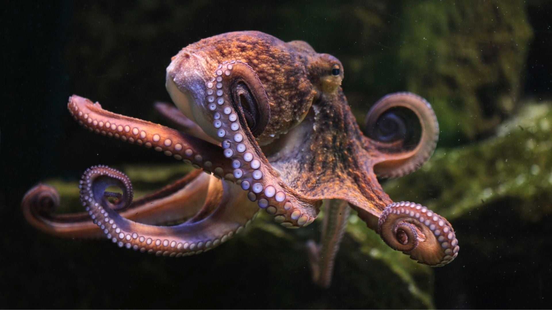 The side profile of a common octopus