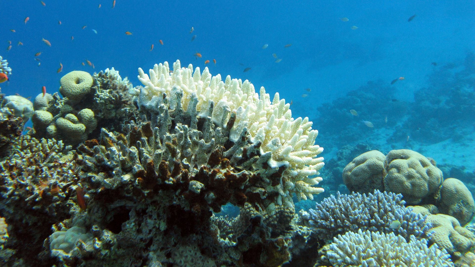 An example of Stony Coral Tissues Loss Disease