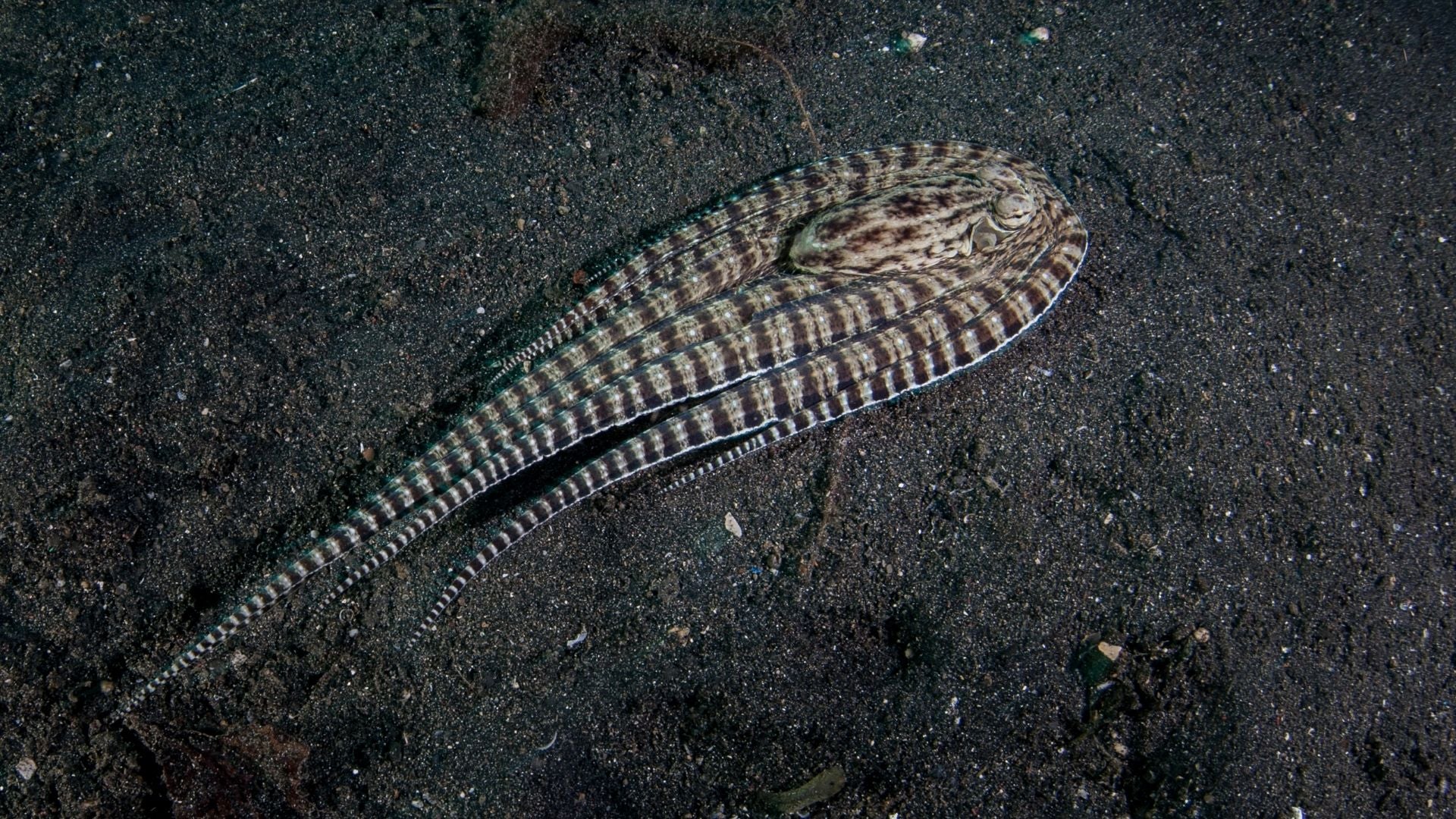 A camouflaging cephalopod (the mimic octopus)