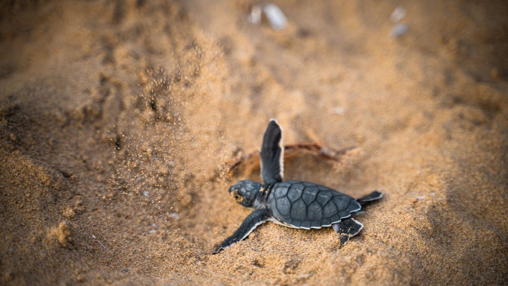 a baby turtle crawling on the sand towards the ocean
