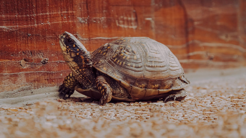 Tortoises with head raised